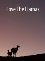 Llamas in Lares - Peru - The Sacred Valley